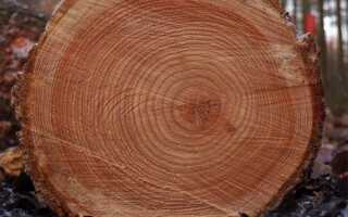 Лестница из лиственницы: свойства древесины, фото и отзывы