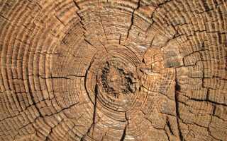 Лестницы из бука: свойства древесины, фото и другое