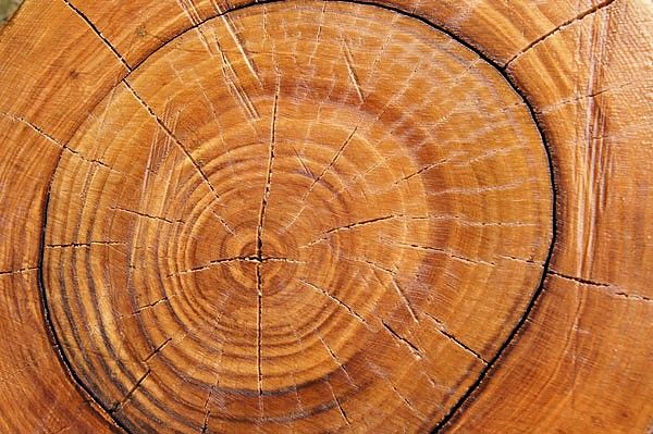 Годовые кольца ясеня