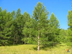 Лиственницы